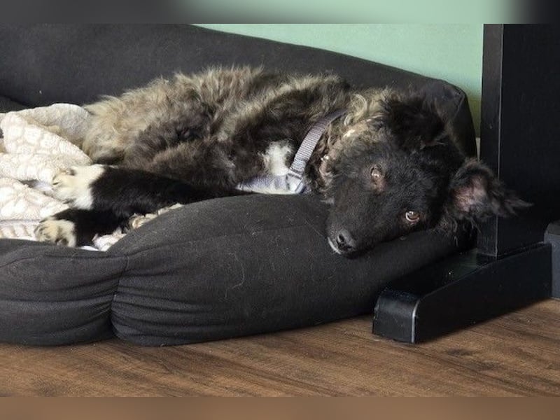 Laroche - Dein neuer bester Hundekumpel (32051 Herford)