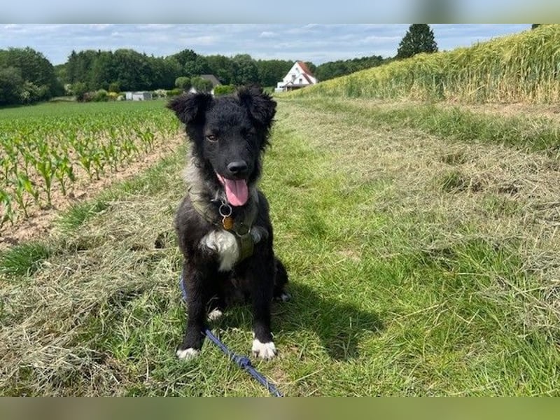 Laroche - Dein neuer bester Hundekumpel (32051 Herford)