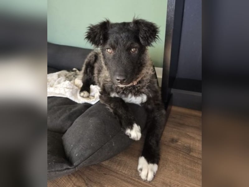 Laroche - Dein neuer bester Hundekumpel (32051 Herford)