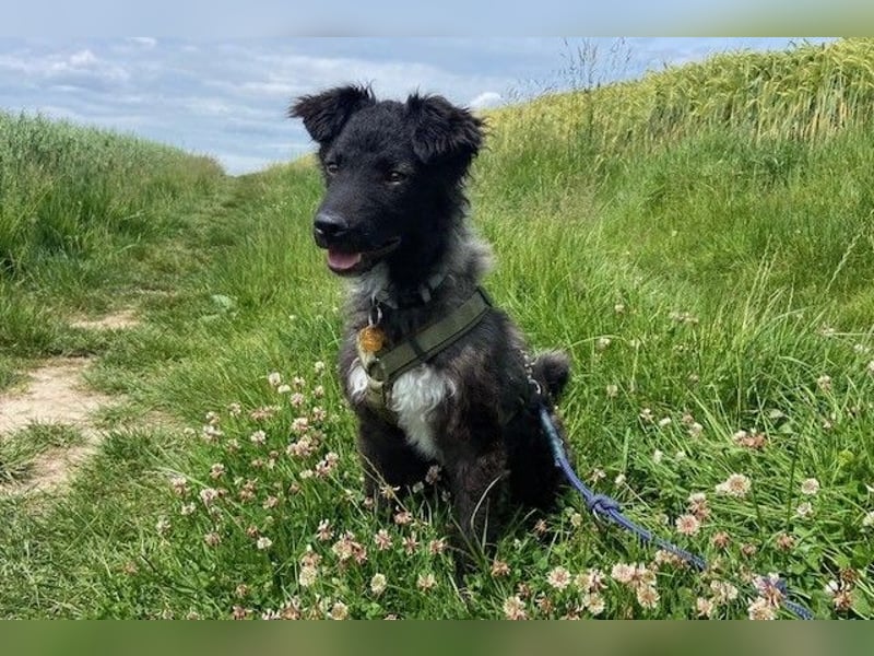 Laroche - Dein neuer bester Hundekumpel (32051 Herford)