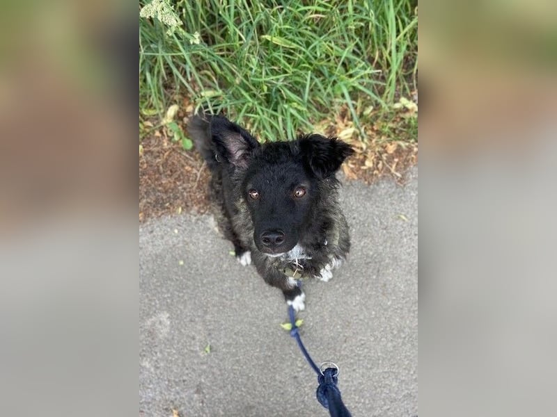 Laroche - Dein neuer bester Hundekumpel (32051 Herford)