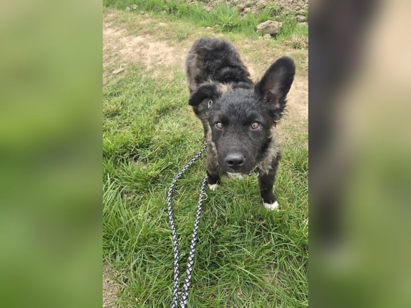 Laroche - Dein neuer bester Hundekumpel (32051 Herford)