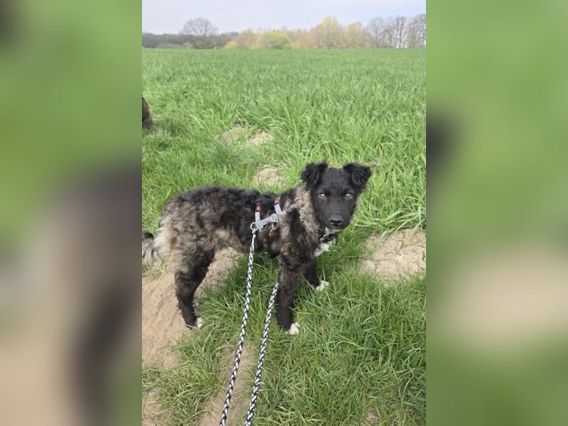 Laroche - Dein neuer bester Hundekumpel (32051 Herford)