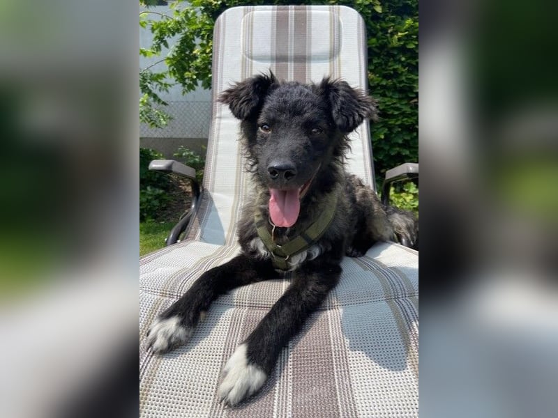 Laroche - Dein neuer bester Hundekumpel (32051 Herford)