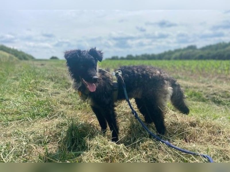Laroche - Dein neuer bester Hundekumpel (32051 Herford)