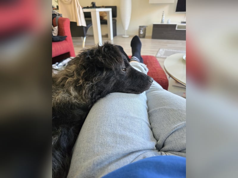 Laroche - Dein neuer bester Hundekumpel (32051 Herford)