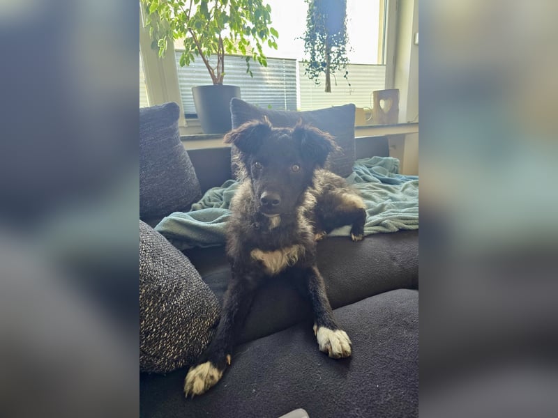 Laroche - dein neuer bester Hundekumpel (32051 Herford)