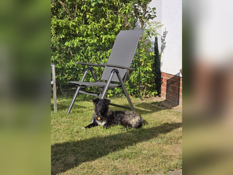 Laroche - Dein neuer bester Hundekumpel (32051 Herford)