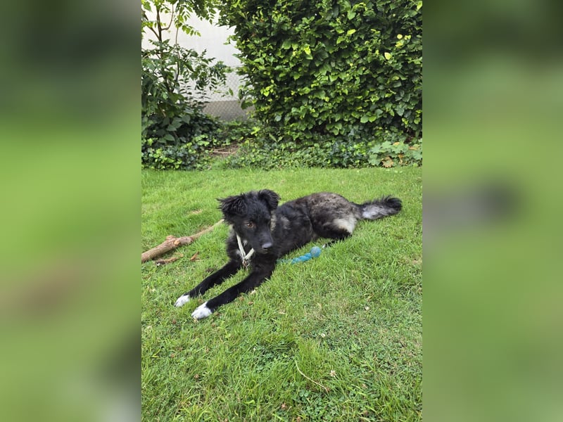 Laroche - dein neuer bester Hundekumpel (32051 Herford)