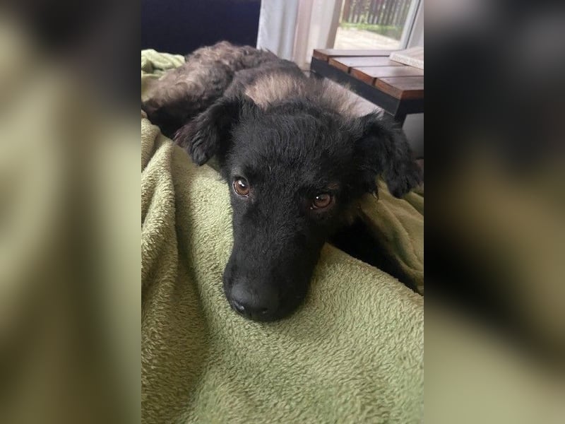 Laroche - Dein neuer bester Hundekumpel (32051 Herford)