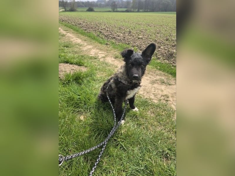 Laroche - Dein neuer bester Hundekumpel (32051 Herford)