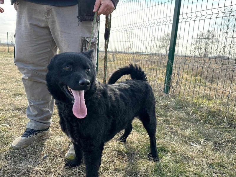 Negro, geb. 01.05.2021, 52 cm, möchte endlich von seinen Menschen entdeckt werden
