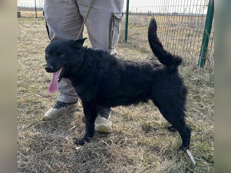 Negro, geb. 01.05.2021, 52 cm, möchte endlich von seinen Menschen entdeckt werden