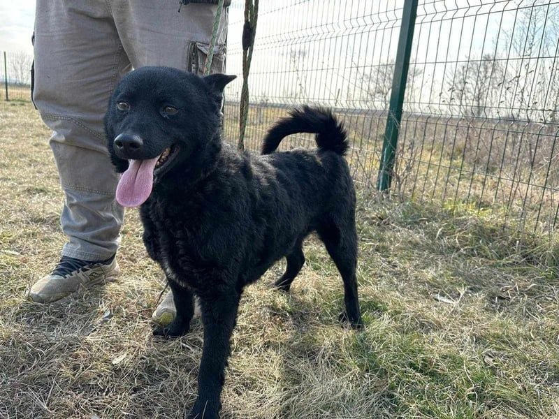 Negro, geb. 01.05.2021, 52 cm, möchte endlich von seinen Menschen entdeckt werden