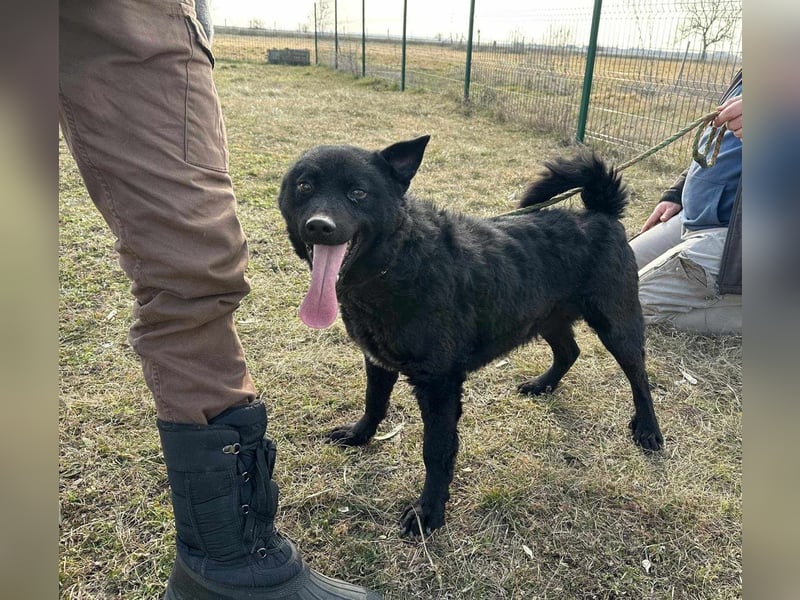 Negro, geb. 01.05.2021, 52 cm, möchte endlich von seinen Menschen entdeckt werden
