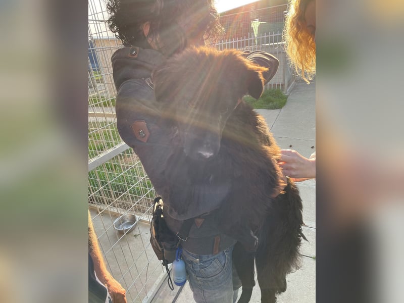 Ben, freundlicher Mudi-Mix freut sich auf ein schönes Zuhause