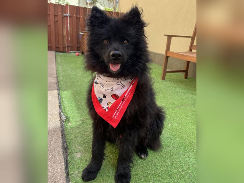Koda2 – junger Herzenshund mit Kuschelfaktor