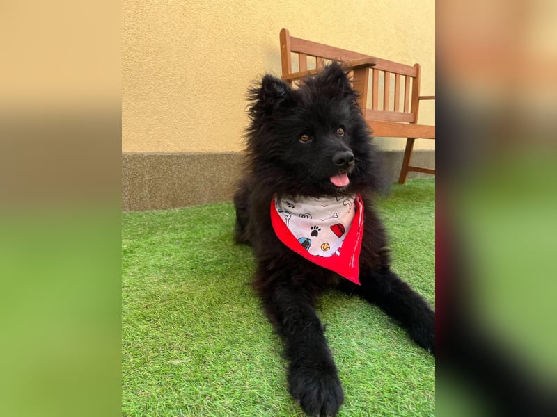 Koda2 – junger Herzenshund mit Kuschelfaktor