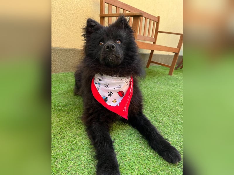 Koda2 – junger Herzenshund mit Kuschelfaktor