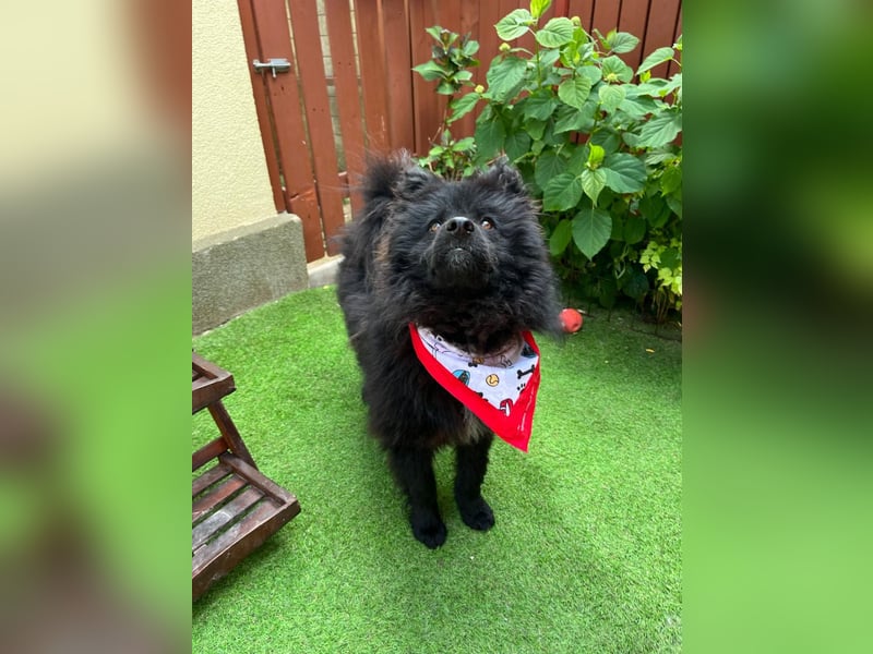 Koda2 – junger Herzenshund mit Kuschelfaktor