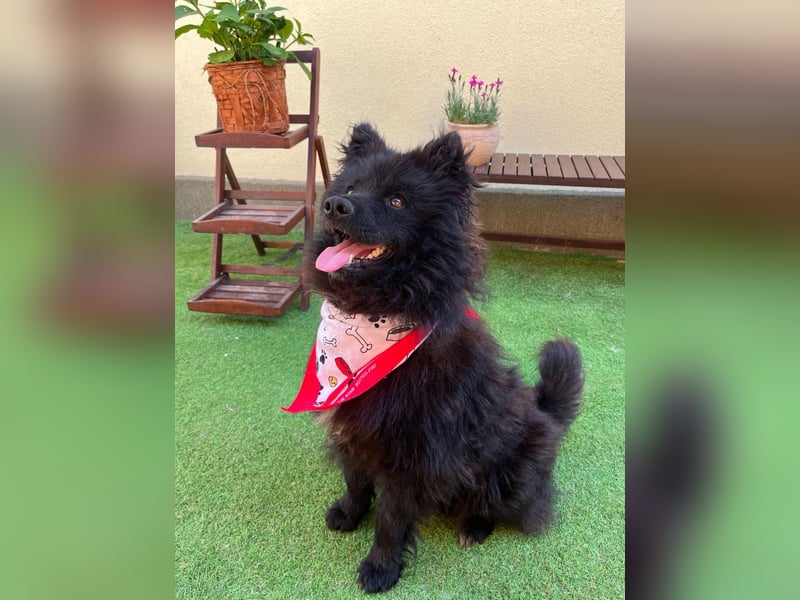 Koda2 – junger Herzenshund mit Kuschelfaktor