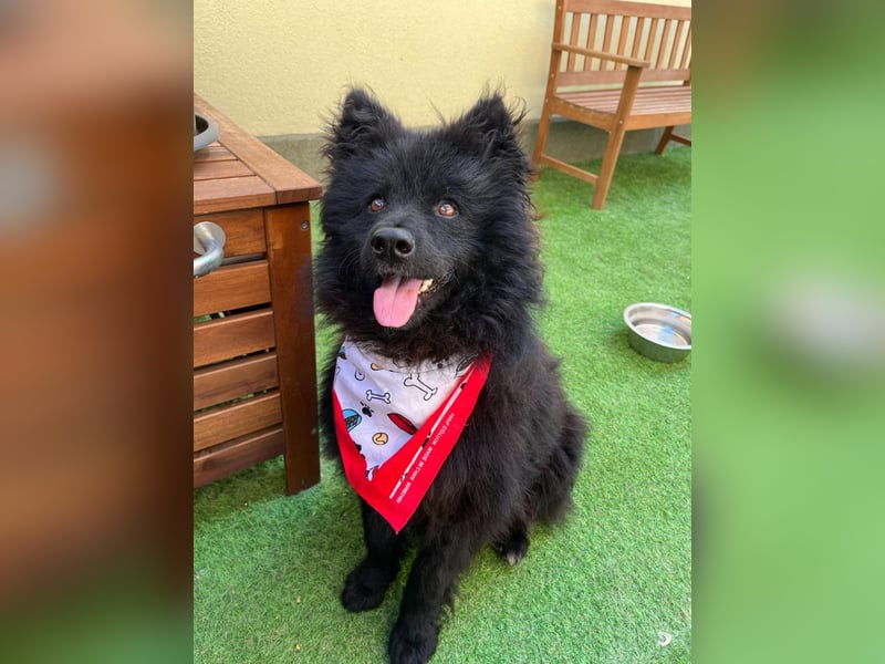 Koda2 – junger Herzenshund mit Kuschelfaktor