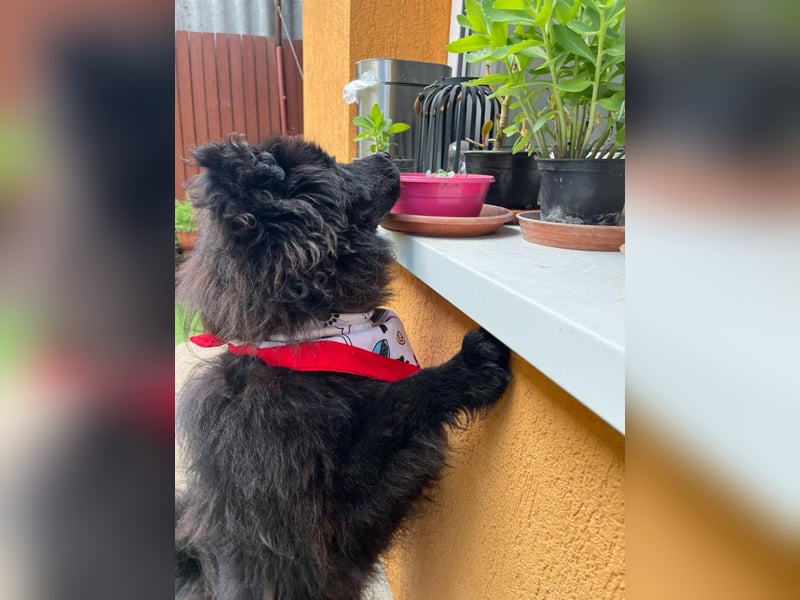 Koda2 – junger Herzenshund mit Kuschelfaktor