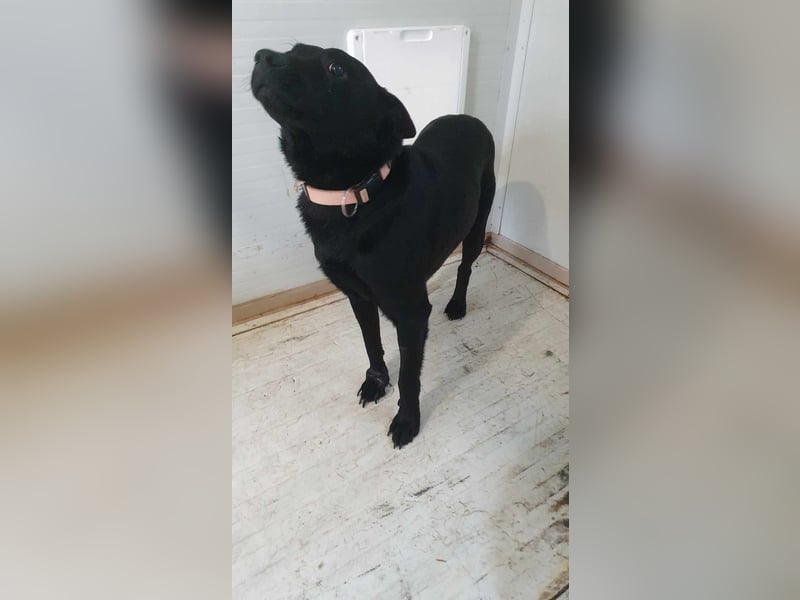Kozmo-DG, sucht Pfötchenhalter!