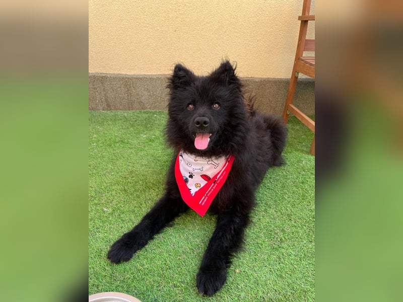 Koda2 – junger Herzenshund mit Kuschelfaktor