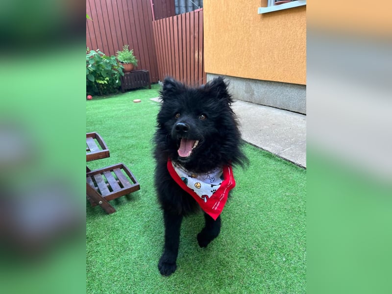 Koda2 – junger Herzenshund mit Kuschelfaktor