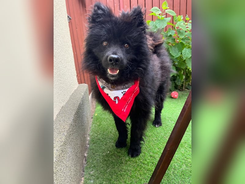 Koda2 – junger Herzenshund mit Kuschelfaktor