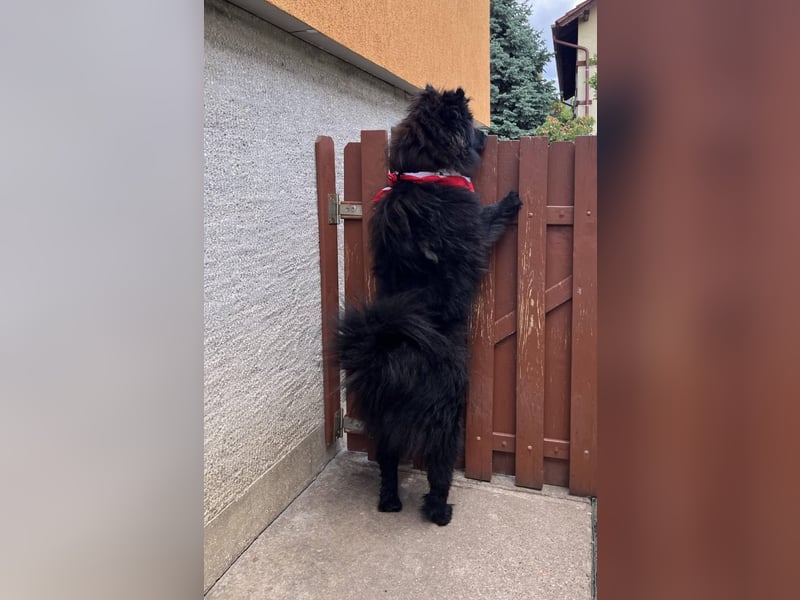 Koda2 – junger Herzenshund mit Kuschelfaktor
