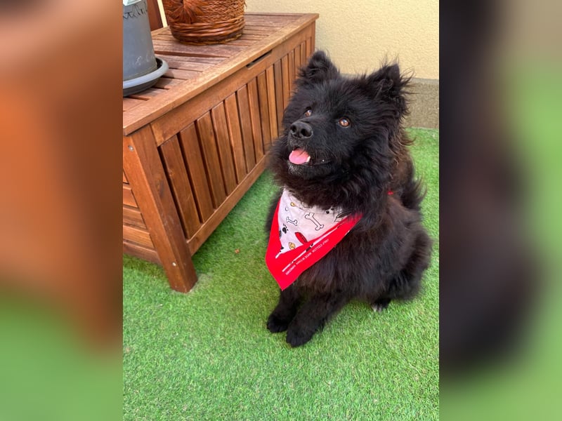 Koda2 – junger Herzenshund mit Kuschelfaktor