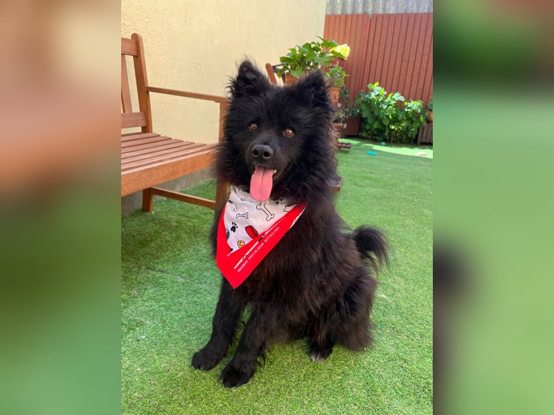 Koda2 – junger Herzenshund mit Kuschelfaktor