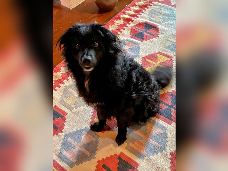 Kleiner Mudimischling Riki sucht ein schönes Zuhause