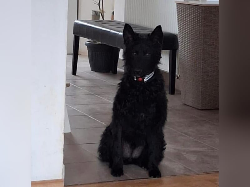 Bony ein absoluter Engel auf 4 Pfoten