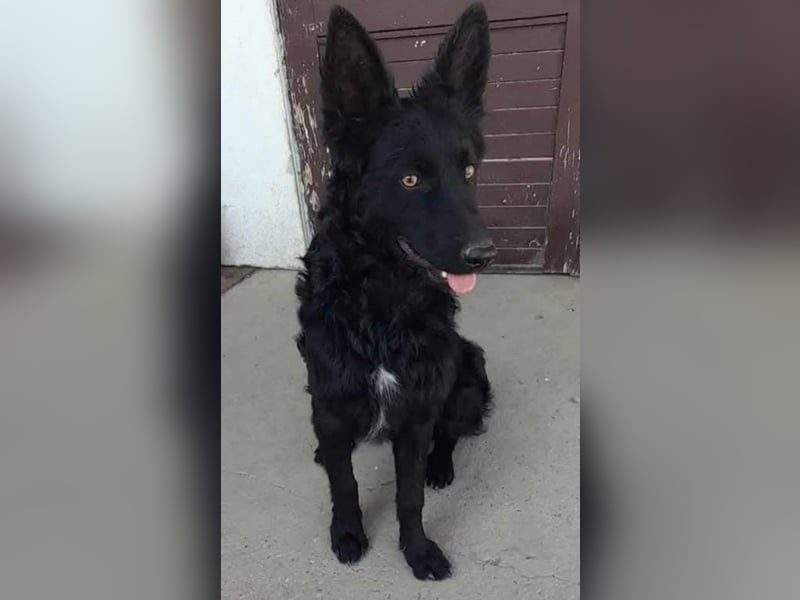 Zorro ein Traumcharakter