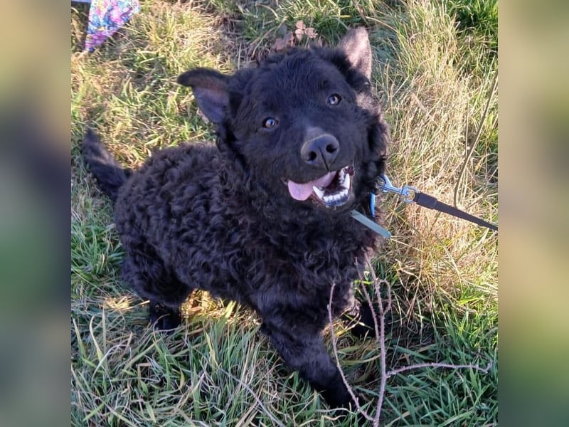 Rudy ein perfekter Familienhund