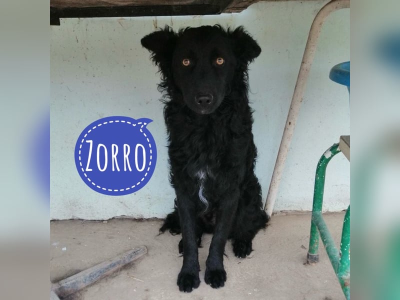 Zorro ein Traumcharakter