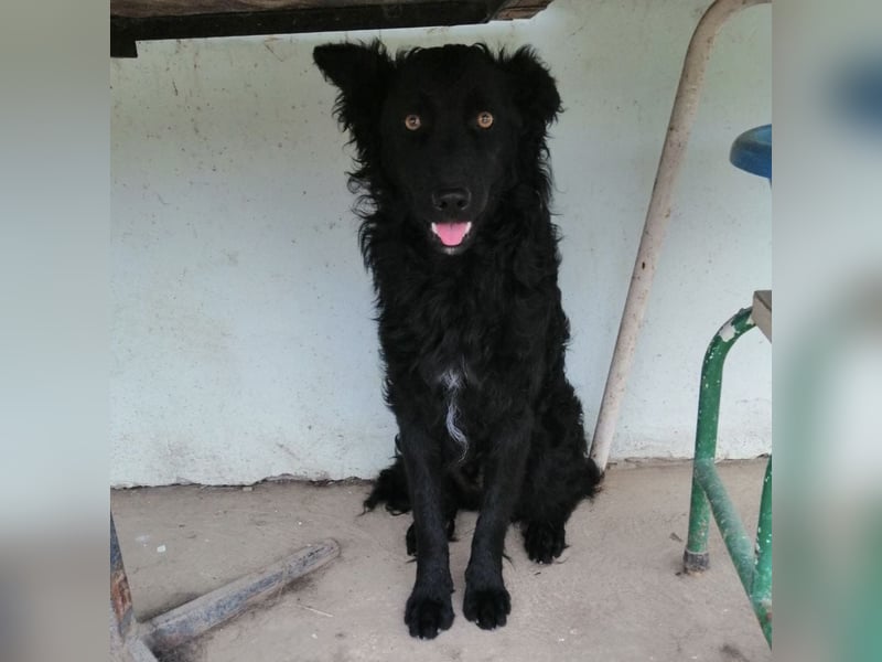 Zorro ein Traumcharakter