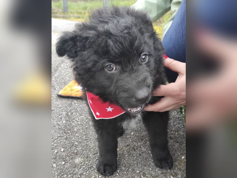 Teddy ein süßer Spatz