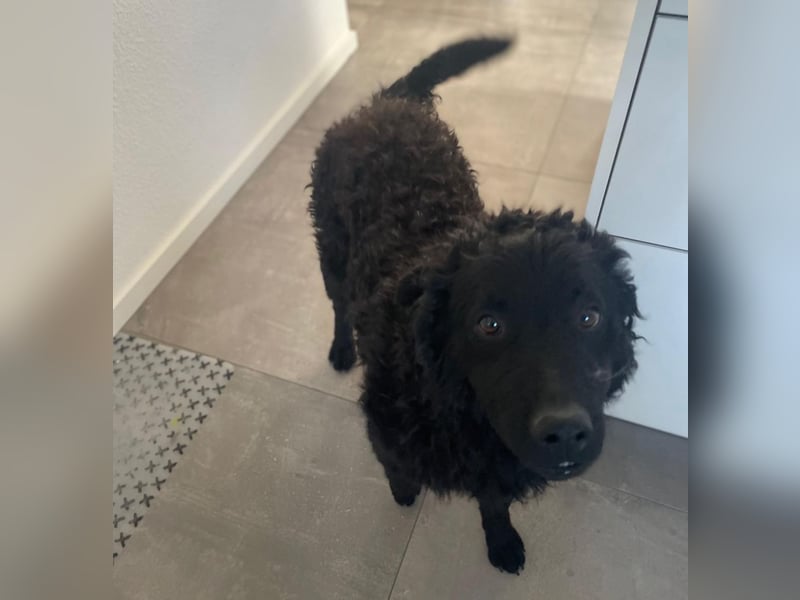 Rudy ein perfekter Familienhund