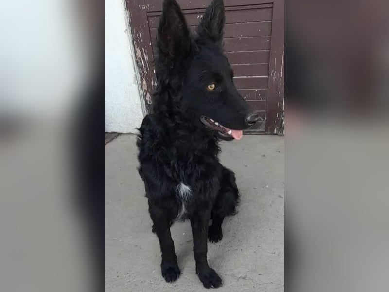 Zorro ein Traumcharakter