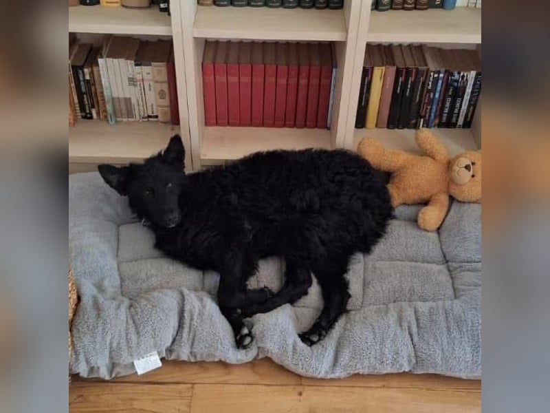 Bony ein absoluter Engel auf 4 Pfoten