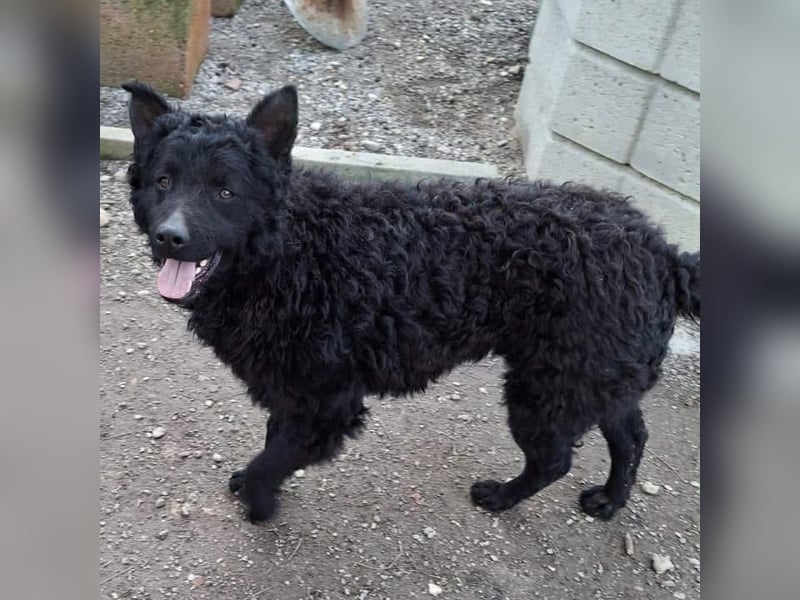 Rudy ein perfekter Familienhund