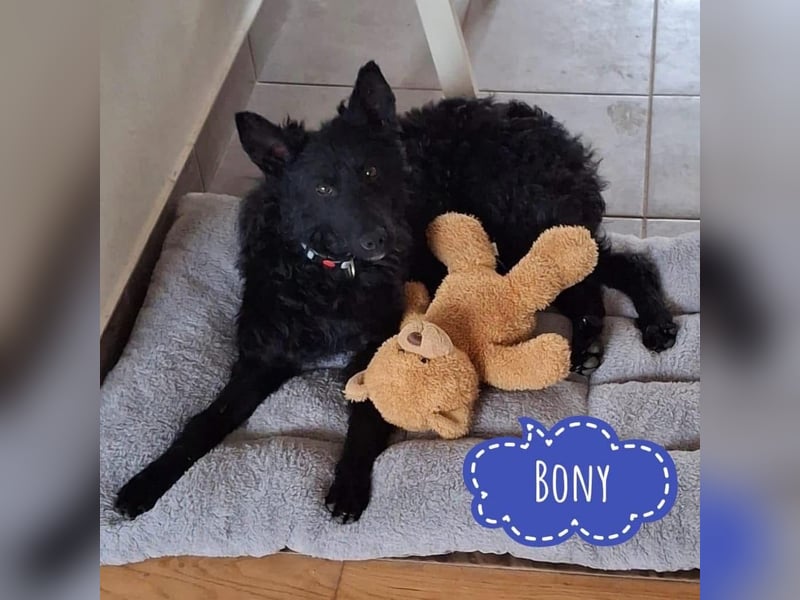 Bony ein absoluter Engel auf 4 Pfoten