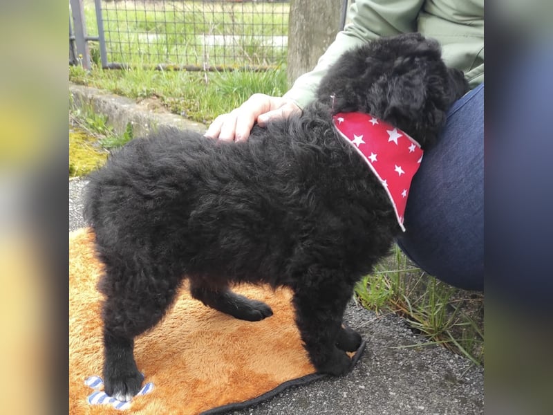 Teddy ein süßer Spatz