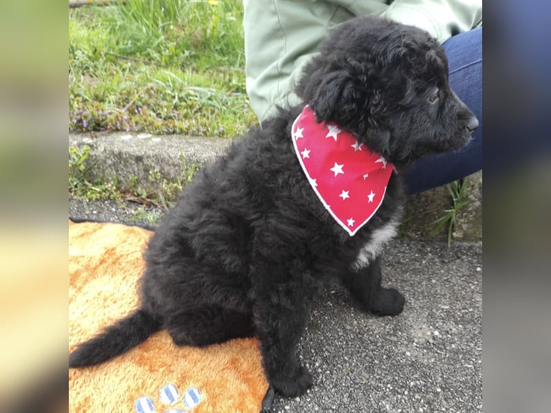 Teddy ein süßer Spatz