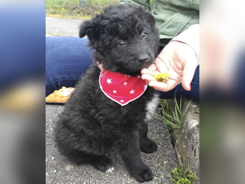 Teddy ein süßer Spatz
