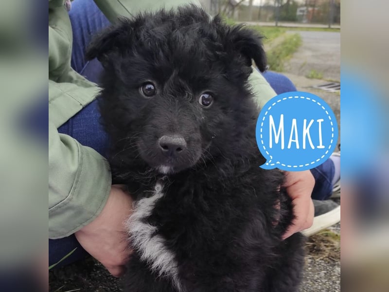 Maki ein kleiner Lockenkopf